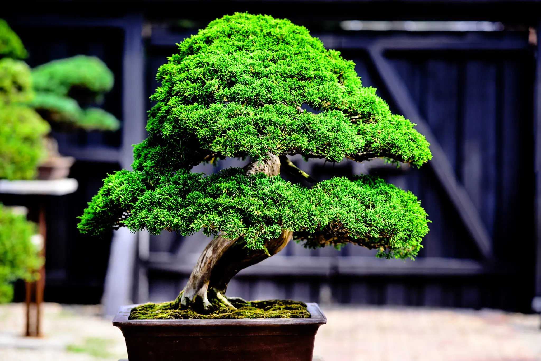bonsai pflege
