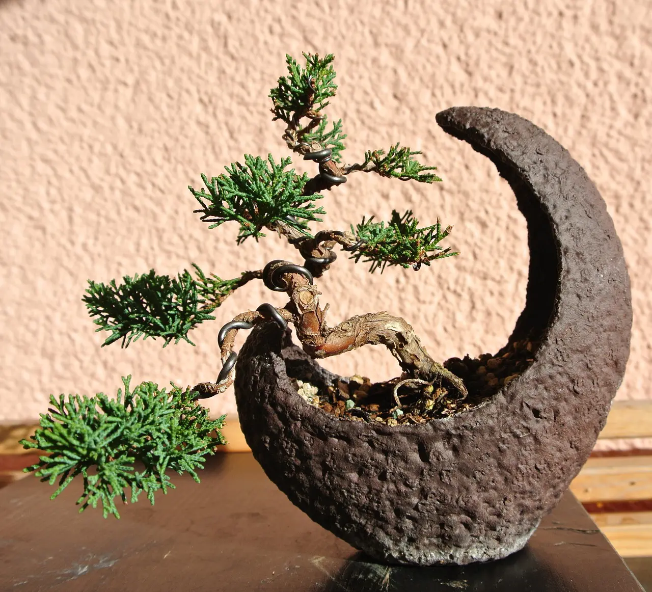 richtiger dünger bonsai