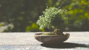 bonsai schneiden