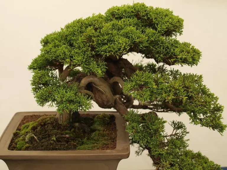 bonsai gestaltungsschnitt