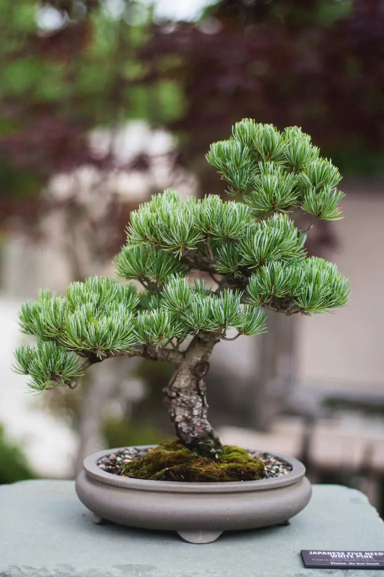 bonsai schalengröße