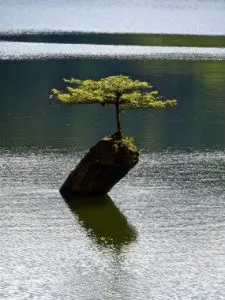 bonsai organischer dünger